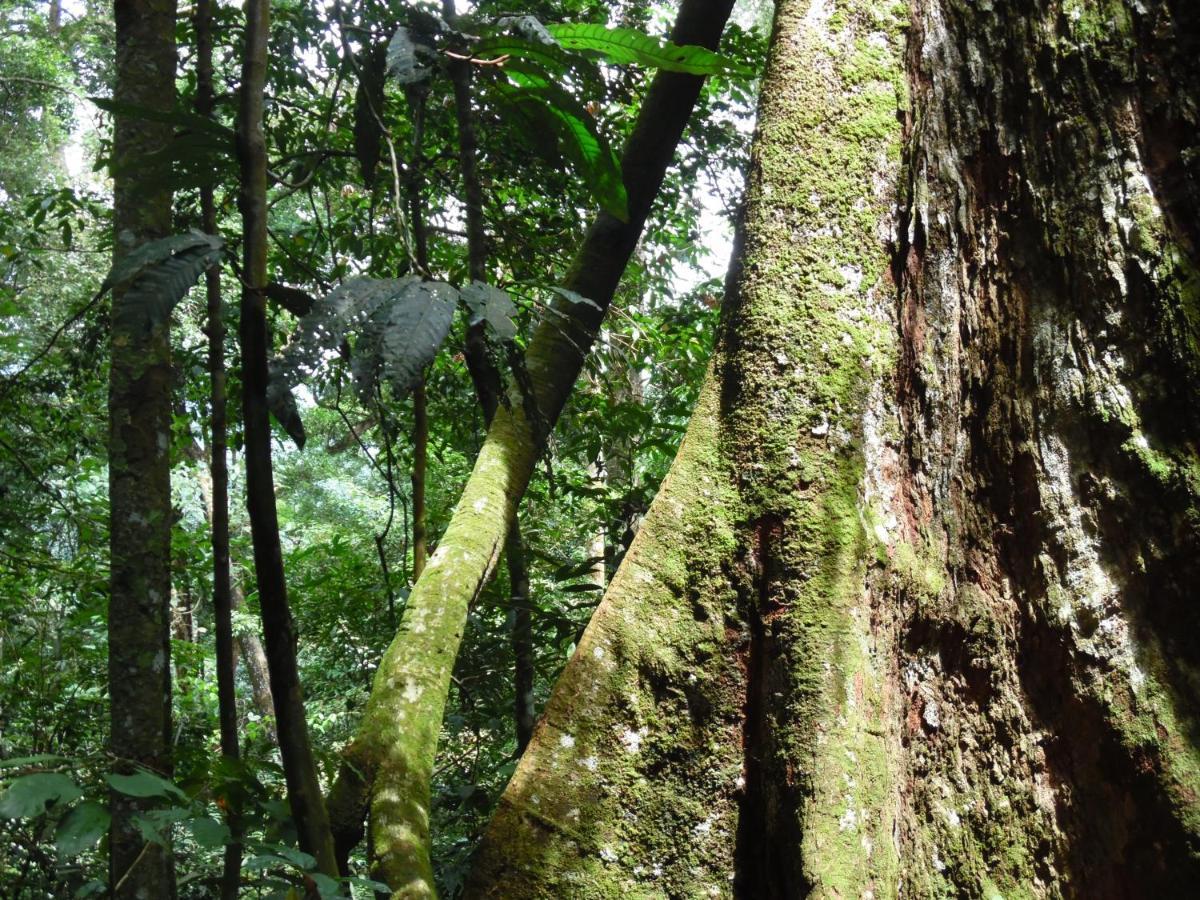 Ambow Homestay Jungle Trekking & Village Tour Букит Лаванг Екстериор снимка
